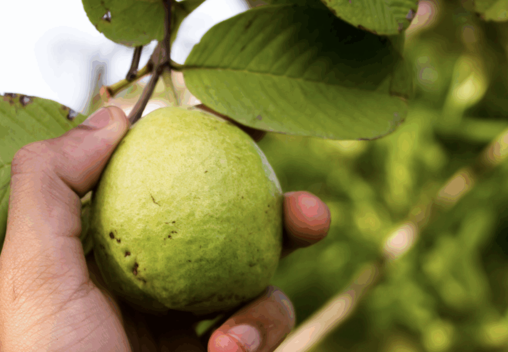 Fibronostics - Guava leaves and Liver Health
